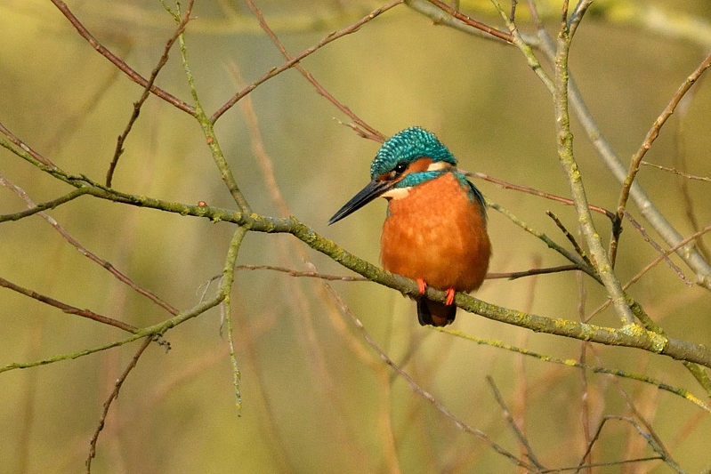 Ijsvogel (Alcedo atthis)
